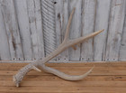 Mule Deer Antler - Deer Shed 78 3 8in   Collectors