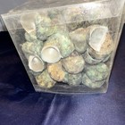 Box Of Turbo Shells Decorative Natural Spiral For Crafts  Decoration  Collection