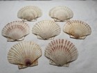 Set Of 7 Large Scallop Shells 5  Baking Natural Beach Dining Crafts