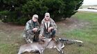 Sexy Sika And Sambar Deer Call Free Shipping
