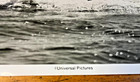 Original Jaws Publicity Photo 8 X 10 Promo Picture Newspaper Shot 1975