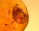 Beautiful Golden Snail In Burmese Burmite Amber Fossil From Dinosaur Age