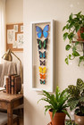 8 Real Butterflies Gallery Framed With Glass Blue Morpho Butterfly Collection 
