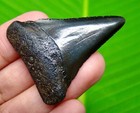 Great White Shark Tooth - Real - 1 79  - Natural - Shark Teeth - No Restorations