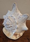 Large Vintage 8  Queen Horned Helmet Shell