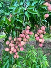 5 Lbs Fresh Florida Grown Organic Lychee Fruit