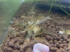 Amano Shrimp 10  Algae Eater Freshwater Usa Seller Free Shipping