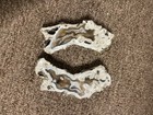 Geode Agatized Corral From Tampa Bay Fl Rare Fossil Corral Geode