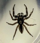 Jumping Spider P Tropi  Around I4 i5   guarantee Good Arrival 