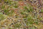 Live Sphagnum Moss - 1 Quart Bag