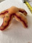 Steiff Plush Starfish Rare New Tags Htf Pristine Condition