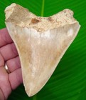 Megalodon Shark Tooth - 4   3 8 In  Super Serrated - Authentic Natural 