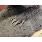 Full Taxidermy Mount  American Badger On Faux Stone  32x13x10 Inches 