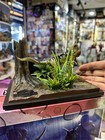 Dino Dream 1 15 Dilophosaurus Jurassic World Dinosaur Statue Model New In Stock