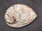 Polished White Abalone Midas Seashell Haliotis Midae  1 Shell Approx  4  Inches 