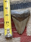 Large Megalodon Shark Tooth