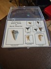 Shark Teeth Of The Miocene Period Extinct Great White  Tiger  Sand Tiger  Lemon 