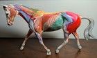 Breyer Traditional Model Horse Anatomy In Motion  1228 Muscular Strapless Rare