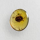 Toad Bug In Burmese   Burmite Amber Fossil   100  Genuine Amber