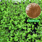 Grams Aquarium Aquatic Seed Water Grass Aquarium Plant Seed Decor Garden 
