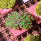 Purple Tipped Green Hammer Euphyllia Coral Frag Lps Live Reef Tank Not Wysiwyg