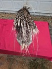 Fhpat747 - Premium African Crested Porcupine Taxidermy Mount