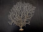 White Sea Fan Coral Gorgonia Ventalina  1 Fan Approx  6-7  Inches 