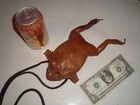 Taxidermy Real Bull Frog Crossbody Purse W zipper Vintage