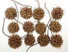 Sweet Gum Tree Spiked Balls Nuts Seed Pods Burrs Crafts Hobbies Ornaments Per 12