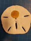 Real Sand Dollar Legend Sea Shell Religious Poem Christian Gift Beach Souvenir