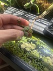 40 lot Live Aquatic Plant Fish Tank Aquarium Red Root Floaters Salvinia Duckweed