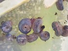 17  Blue Leopard Ramshorn Snails