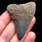 Matrix Nc Great White Shark Tooth Fossil Sharks Teeth Fossils Ocean Ancient