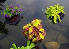 9  Floating Island Pond Planter 3-pack -self Watering Pots-aquatic Plants-garden