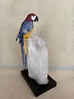 Large Macaw On Tourmaline Crystal albite Base  10 1 2 -peter Muller