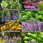 8 Medicinal Herb Seed Collection  Non-gmo  Fast Growing  Easy To Grow