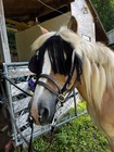 Driving Horse Fly Whisk