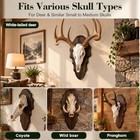 Deer Skull Mount Plaque  European Mount Skull Hanger Kit - Solid Oak Face Brown