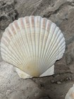 Xl Sea Scallop Shells 5     Beach Nautical Decor  Lot Of 2   Hula  Mermaid Top 