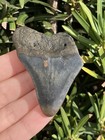 Natural Beautiful 2 43    Megalodon Tooth Fossil Shark Teeth