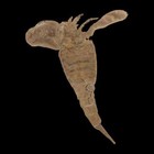 2 9  Eurypterus Sea Scorpion Fossil Eurypterid Silurian 420 Mil Yrs Old New York