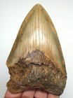 Megalodon Shark Tooth - Real Fossil Shark Teeth 4 21    - No Restorations