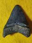 1 75  Megalodon Shark Tooth Fossil Bone Valley Formation Florida 