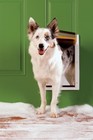Petsafe Extreme Weather Pet Door White Medium - Durable Dog Door Ppa00-10985