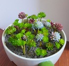 Artificial Succulents Plants Set Of 31 Pcs Miniature Grasses