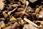 10  Rubber Ducky Isopods Blonde Mix Lag