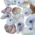 Carolina Oyster Shells Lot Of 50  Cleaned 2   -4      Great For Crafts
