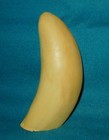  3  Whale Tooth  imitation Replica   For Display   Engraving