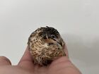 20 Beautiful Fertile Button Quail Hatching Eggs - Variety Of Color Mix