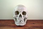 Museum Quality Human Skull Replica  Tiki Bar  Man Cave Art  Oddity  Paranormal